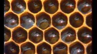 les Abeilles  Documentaire Animalier [upl. by Corette389]