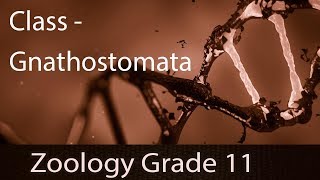 Animal Kingdom  Class Gnathostomata Fishes  Introduction  Groups Skeleton of Cartilage amp Bone [upl. by Renaud381]