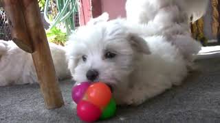 une race de chien aussi charmante que fascinante Bichon Maltais [upl. by Enida805]