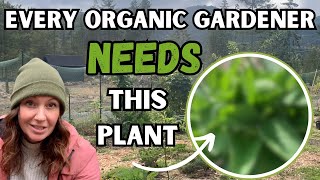 The BEST plant in my Food Forest 🌱 DIY Plant Food Mulch and So Much More [upl. by Julius825]