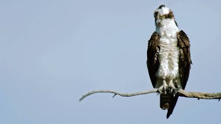 Peregrine Falcon Attempts to Steal Prey from Osprey [upl. by Brietta]