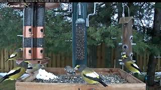 Evening Grosbeaks Coming to a Feeder Near You – Nov 5 2018 [upl. by Anamor974]