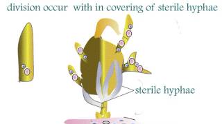 Fungi Ascomycota Aspergillus Life Cycle [upl. by Yliak]