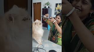 অবিশ্বাস্য বিড়ালটার মনে কোন লোভ লালসা নাই  Funny  Comedy  Funny Animals  Cat [upl. by Philbo]