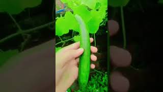 Fresh vegetable harvesting YouTubeshorts viralshortvideo trendingYouTubeshortstrendingviralreels [upl. by Ahsimrac]