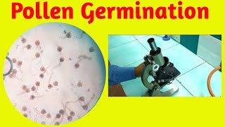 Preparation of Slide of Pollen Germination  Periwinkle Pollen Grain  Pravin Bhosale [upl. by Remled]