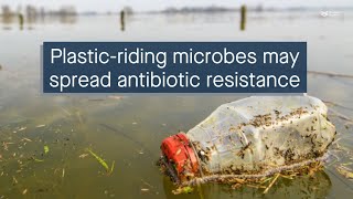 Microbes hitch ride on river plastics could be spreading antibiotic resistance [upl. by Anialad441]