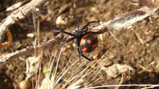 Latrodectus Tredecimguttatus 1 Latium  Italy  Tarantismo [upl. by Gnok]