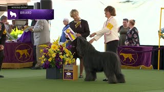 Briards  Breed Judging 2023 [upl. by Aivalf731]