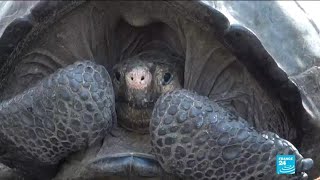 Giant tortoise feared extinct found in Galapagos islands [upl. by Sidnarb172]