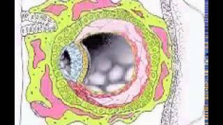 Chorionic Cavity [upl. by Ijnek]