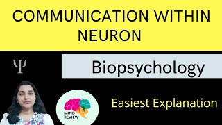 Communication Within a Neuron Resting amp Action Potentials Mind Review [upl. by Nylkcaj548]