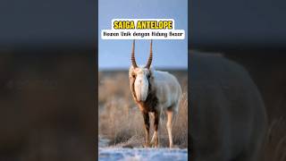 Saiga Antelope [upl. by Crenshaw414]