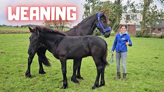 Weaning time Wûnder leaves Stal H Who will be his new friend  Friesian Horses [upl. by Esoryram469]