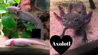 TUTTO sullAXOLOTL  consigli🦎Ambystoma Mexicanum [upl. by Clauddetta]