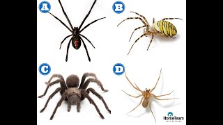 How to Identify Dangerous Spiders  HomeTeam Pest Defense [upl. by Eitsyrc]