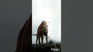 bagheera vs shere khan [upl. by Ettenil]