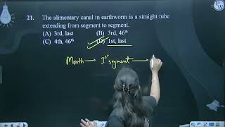 The alimentary canal in earthworm is a straight tube extending from segment to segment [upl. by Yesak]