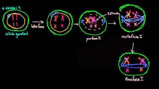 Fases de la meiosis I  División celular  Biología  Khan Academy en Español [upl. by Nitsid]