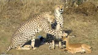 Cheetahs didnt spare impala after all but still [upl. by Ecyt]