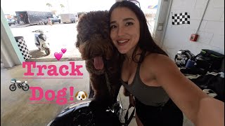 Track Dog Vlog [upl. by Lear]