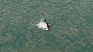 Whale escapes crocodile infested river in Australia [upl. by Asle693]