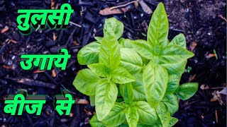 ऐसे उगाये तुलसी बीज से मात्र 4 दिन मेनर्सरी वाले ऐसे उगाते हैhow to grow tulsi from seeds [upl. by Meghan]