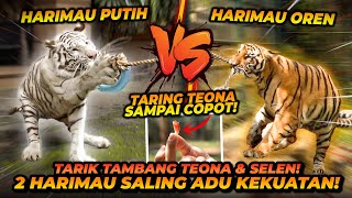 PERTAMA DI DUNIA  TARIK TAMBANG HARIMAU VS HARIMAU  SELEN VS TEONA SIAPA YANG MENANG [upl. by Ilat]