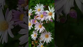 aster plant flower plantlover plants [upl. by Adnawad]