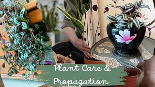 Plant care and propagation  indoor plant propagation ideas  zebrina decoration plants tips [upl. by Ecnarf]