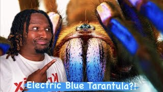 Rare Electric Blue Tarantula Species discovered in Thailand Jungles [upl. by Esinereb]