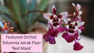 Featured Orchid Tolumnia Jairak Flyer Red Mask  Can an Orchid Be Cursed  FirstTime Bloomer [upl. by Edythe]