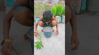 terrace garden ideas  terrace gardening 🤠 youtubeshorts ytshortsindia viral shorts 🇮🇳 [upl. by Iznil]