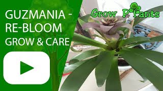 Guzmania  grow care and rebloom [upl. by Bellda]