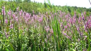 Purple loosestrife at Lake Gogebic [upl. by Leynwad]