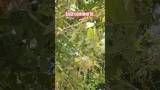 Aegle marmelosgolden appleVilvam treeவில்வம் மரம் [upl. by Faxen679]