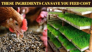 Reduce Chicken Feed Costs with These 7 Alternative Ingredients [upl. by Dlanod]