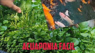 Cultiva hortalizas y peces usando esta técnica ACUAPONIA [upl. by Ajad660]