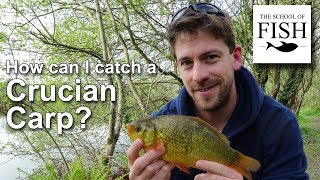 How do I catch Crucian Carp  The School Of Fish [upl. by Erbua]