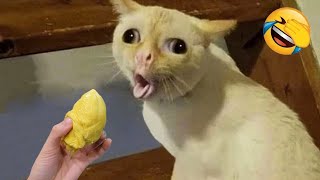 New Funny Animals 😄 Funniest Cats and Dogs Videos 😹🐶 Part 6 [upl. by Uhp]