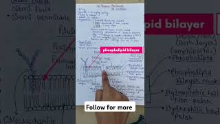 PLASMA MEMBRANE CELL BIOLOGY biology trendingsongs allenkota learn cbse11and12 viralshorts [upl. by Banks819]