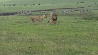 Dog vs lion dog beats up lion [upl. by Seyler]