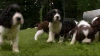 Dogs 101 English Springer Spaniel [upl. by Baptist]