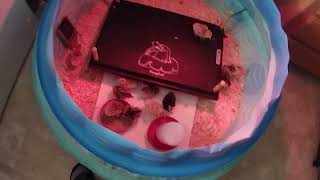 Mass Turkey Hatching Setup Part 3 Later Brooder Setup [upl. by Stormi439]