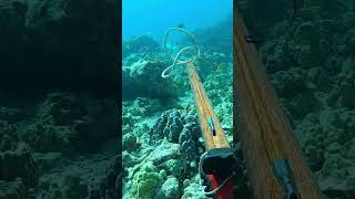 Spearfishing In HawaiiThe Ultimate Guide [upl. by Hsot]