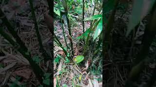 Dendrocalamus Giganteus shoots tumutubo kahit El Nino [upl. by Lerrehs]