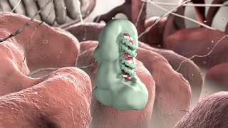 Gene Silencing by Micro RNA  Medical Animation [upl. by Oznohpla]