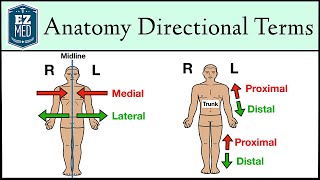 Anatomical Position and Directional Terms Anatomy MADE EASY [upl. by Ophelie]