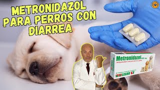 💖 METRONIDAZOL PARA PERROS CON DIARREA DOSIS Y EFECTOS SECUNDARIOS 💖 [upl. by Geiger]