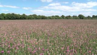 Cotswold Seeds Farm Visit Sainfoin with Henry Edmunds Organic Farmer [upl. by Silsbye]